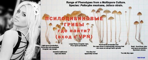 ГАЛЛЮЦИНОГЕННЫЕ ГРИБЫ Балабаново